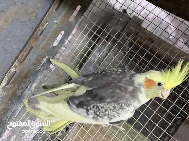 جوز كوكتيل