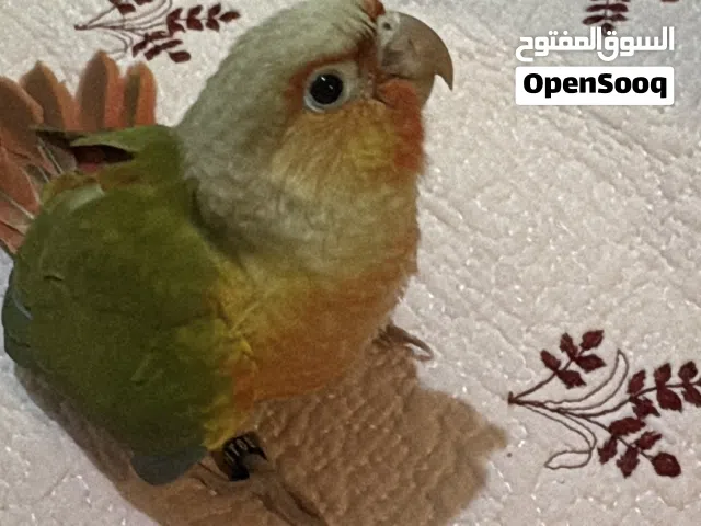 Pineapple conure baby 3 months old and Green cheek conure 4 months old each for 400 aed