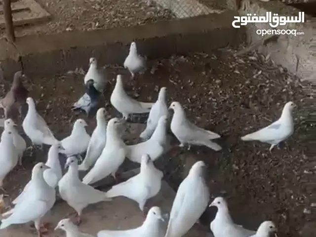 حمام لاحم للبيع أزواج منتجات