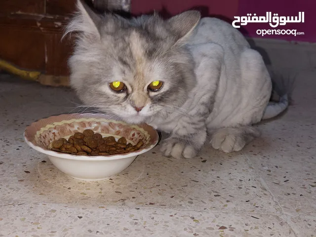 قطتين للبيع