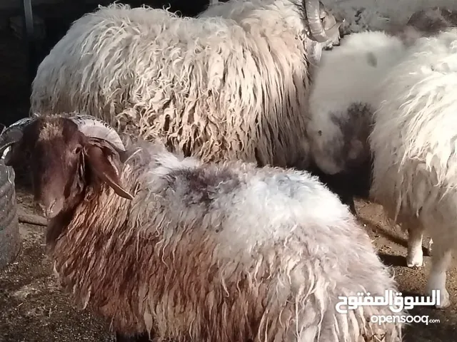 ضحايا خرفان وعبر