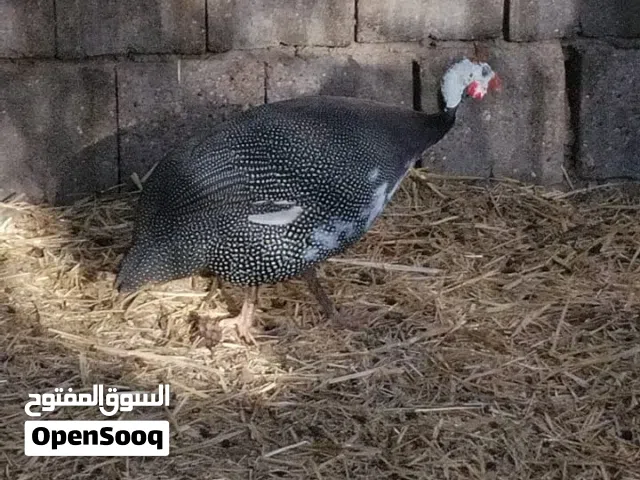 متاح قبج كلش حلو