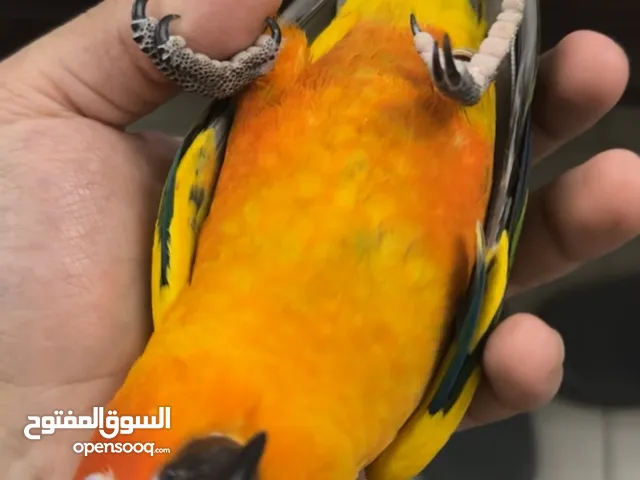 Tamed Pair of sunconures parrots the reason is because I’m travelling and I need the money ASAP