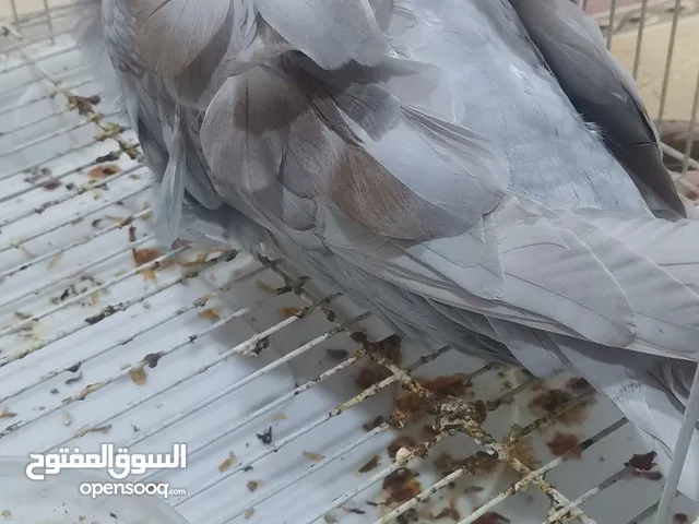65 جاهزات وملقحات