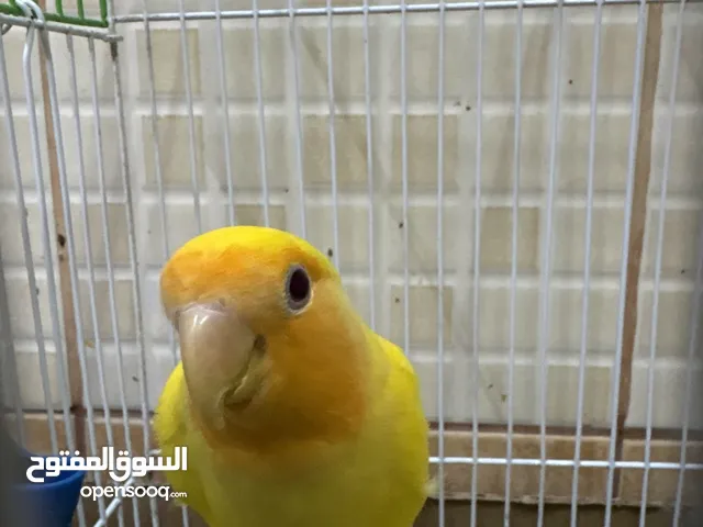 لا فبير جنقالي