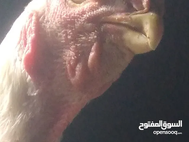 ديك الماني عمر 7 شهور ع وجهه شغل