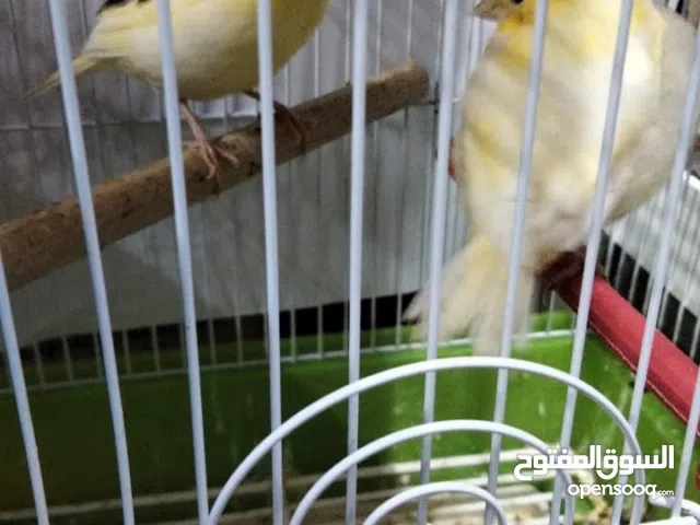 طيور الكناري