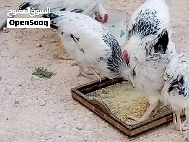 دجاج سايكس