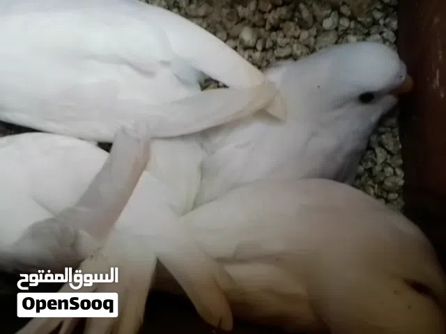 تلات ازواج بفروخهن