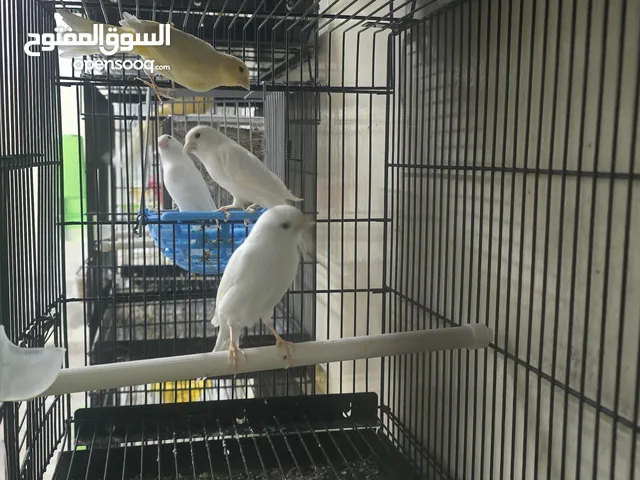 كناري مشكل