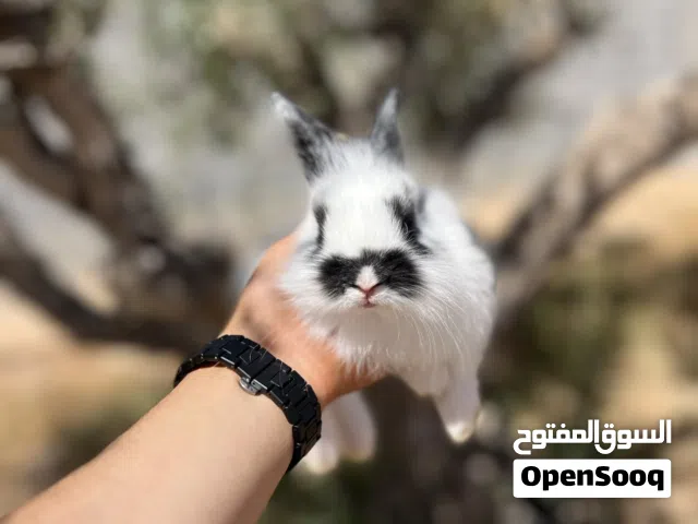 أنثى صغيرة