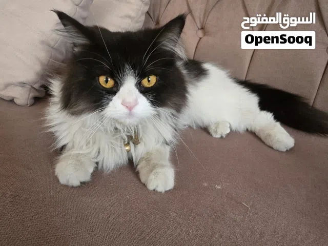 فط لتبني و مجانا