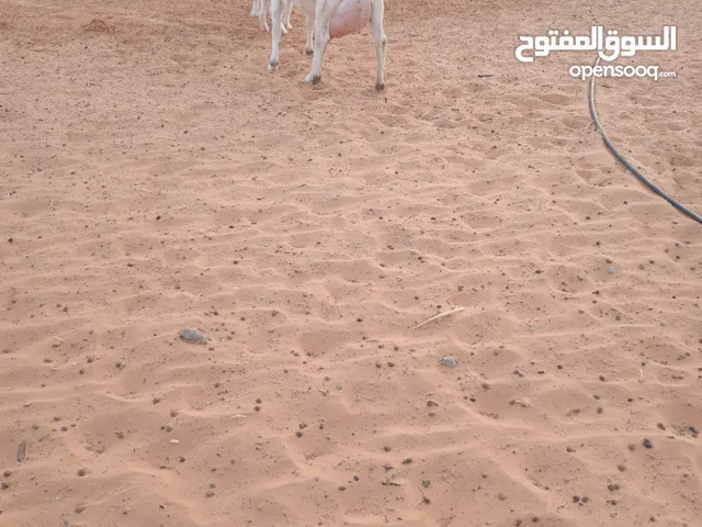 عنز فرنساويه سلالت حليب مشاءالله تحتها زوز جديان