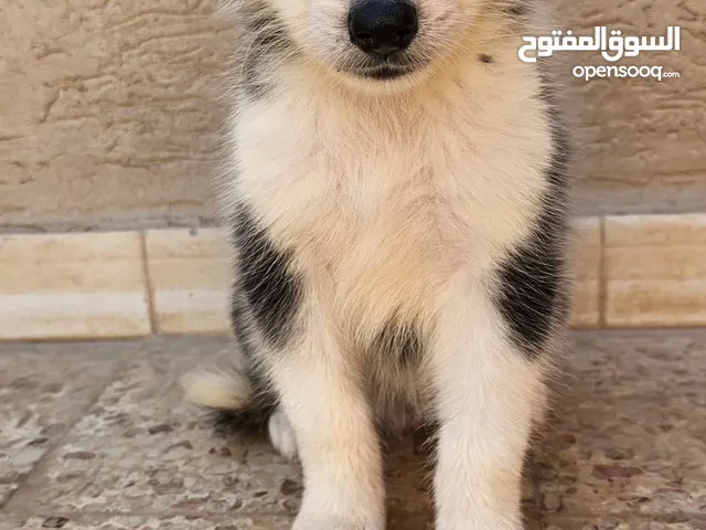 جرو هاسكي ذكر درجه اولى