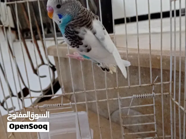 فرخ بقلاينوا للبيع ربي يبارك