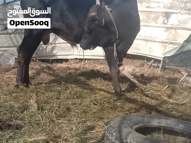 ثور اسود عماني اصل