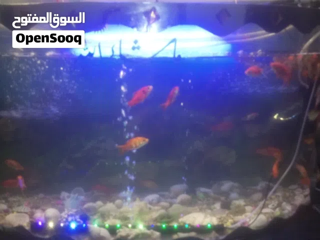 حوض سمك اقرا الوصف