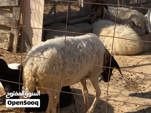 نعجه ربي يبارك