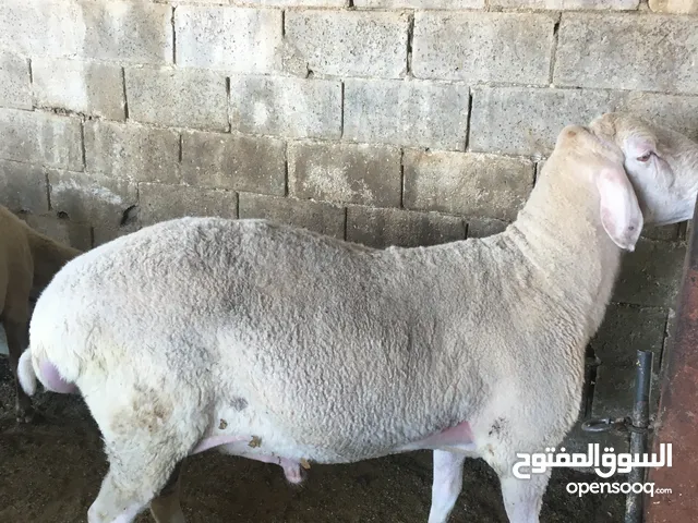 اغنام للبيع