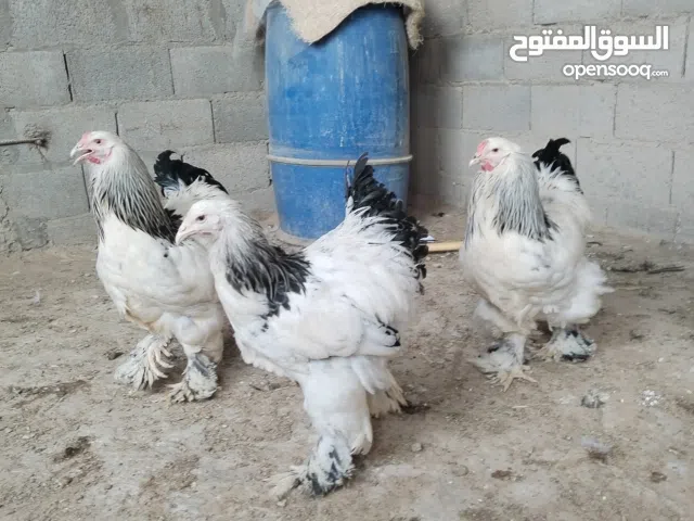 دجاج براهما كولومبي بيور إنتاج وندرة