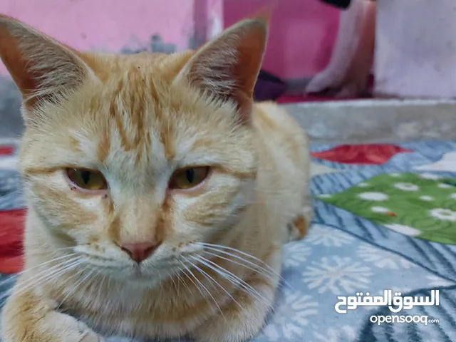 قطه صفراء للبيع