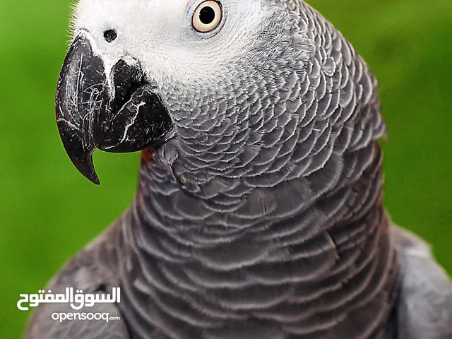مطلوب ببغاء كاسكو