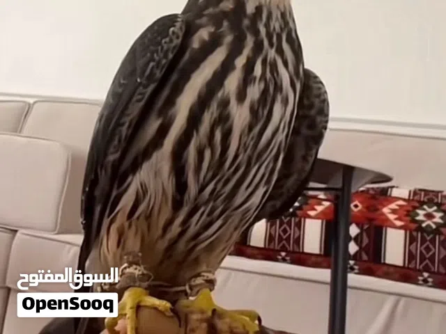 مطلوب شيهانه اقل من 60