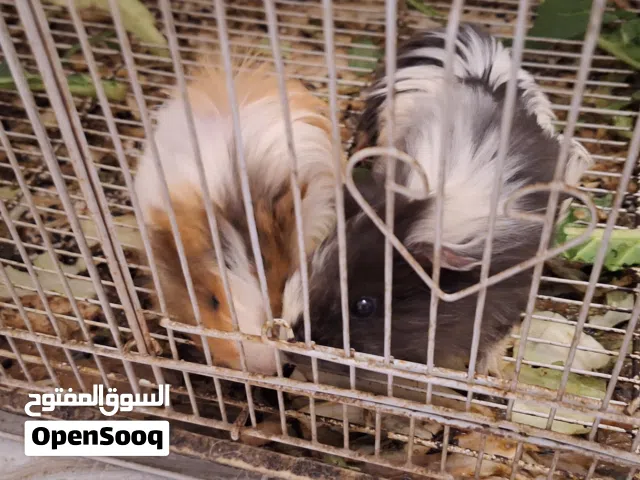 هامستر اليف غينياء للبيع