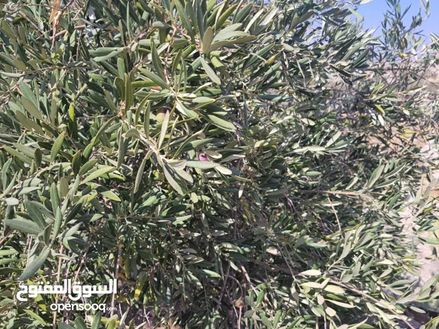 More than 6 bedrooms Farms for Sale in Madaba Thiban