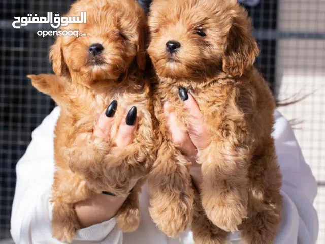 جراء بودل مميزة بانتظار العائلة المثالية  نوفر لكم جراء بودل جميلة وصحية،.تربّت بعناية واهتمام منذ