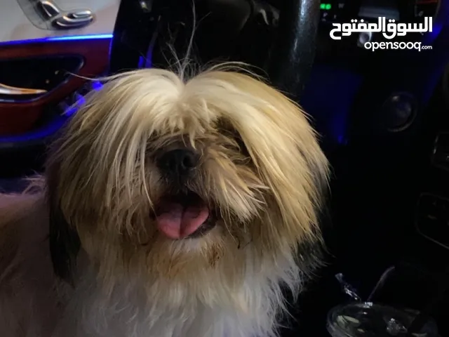 ذكر شيتزو للبيع