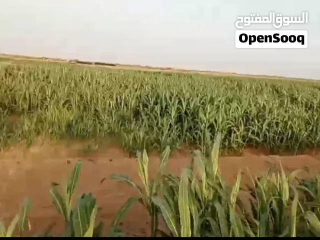 Farm Land for Sale in Al Hudaydah Other