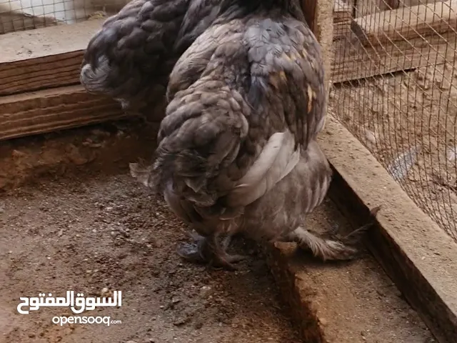 دجاج كودا ميشلان