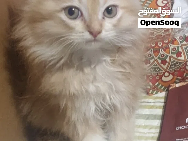 للبيع بابوظبى قطه صغيره كيوت