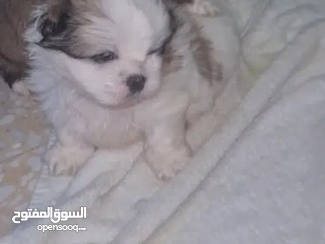 5 weeks old shihtzu is available for rehome and ready to be part of your family