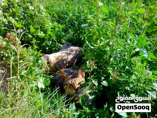 كاميرا بتصميم انتيكا