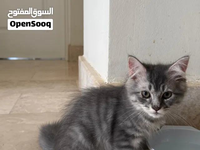 قطط كيتن كيوت