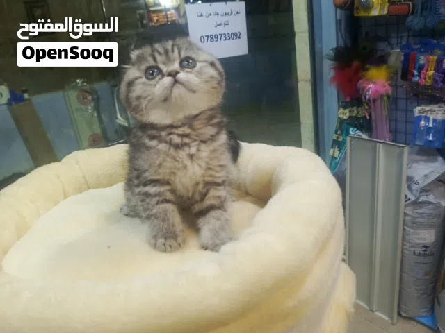 سكوتش فولد أنثى تابي شورت مواصفات عالمية وجه مستدير كرة أصول مسجلة أنثى كيتين العرض الفضي تابع الوصف