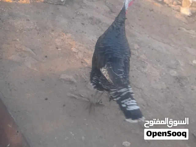 حبشة للبيع