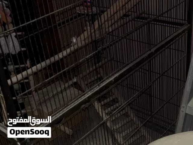 black in color Spacious Bird Cage with Perches & Toys – Perfect