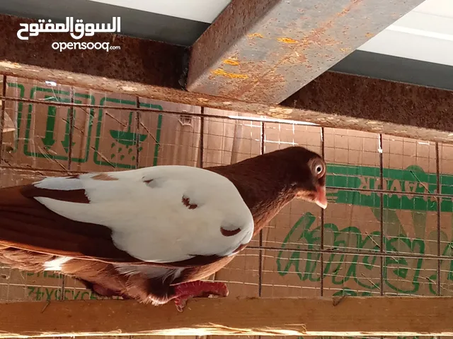 جواز حمام للبيع