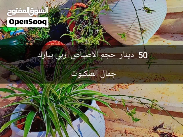 اصياص متنوع الغرس  ربي  يبارك