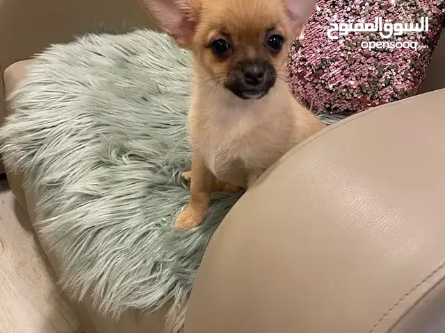 Chihuahua baby for sale