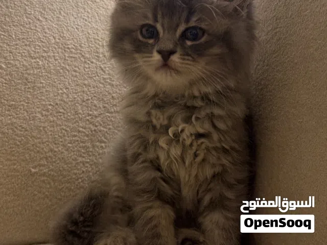 قطط شيرازي