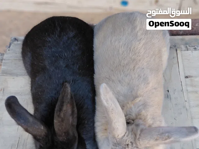كوبية الماني دم صافي حجم دبابة