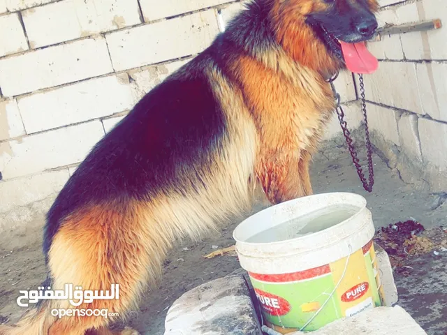 كلبه جيرمن للبيع حيوانه كلش حلوه وبيه اوامر. مكاني لبصره. وي ستفسار تصب