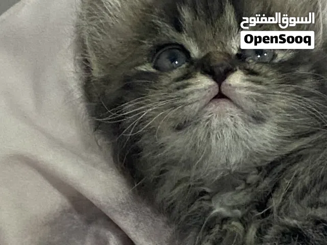 قطه للبيع عمرها شهرين