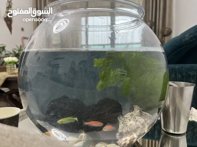 Small fish tank / حوض سمك ضغير