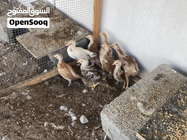 صيصان دجاج فرنسي