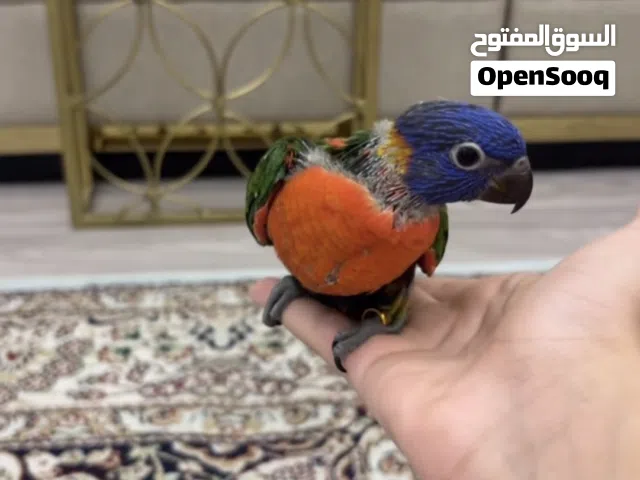 لوري رينبو